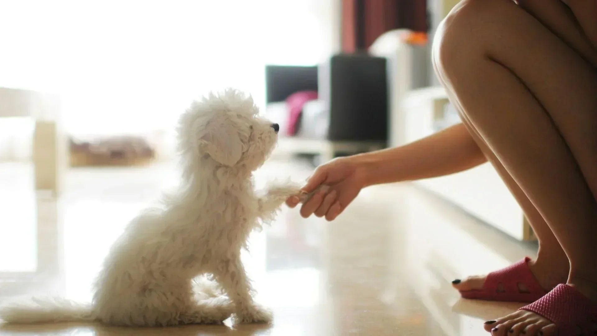 飼い主の「お座り」の指示に従う子犬の様子