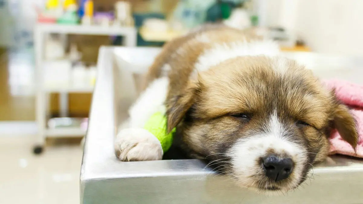 犬の腎臓病