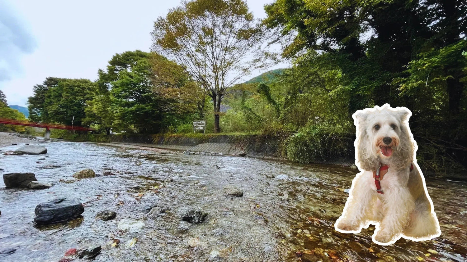 埼玉で犬連れで行ける涼しいスポット