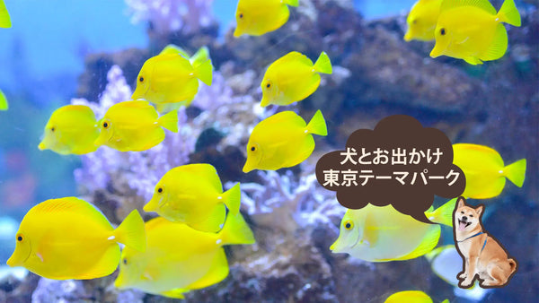東京で犬と遊べるおすすめテーマパーク【犬とお出かけスポット】｜PETTENA