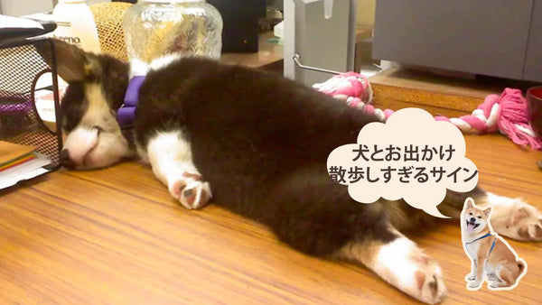 犬が散歩しすぎている