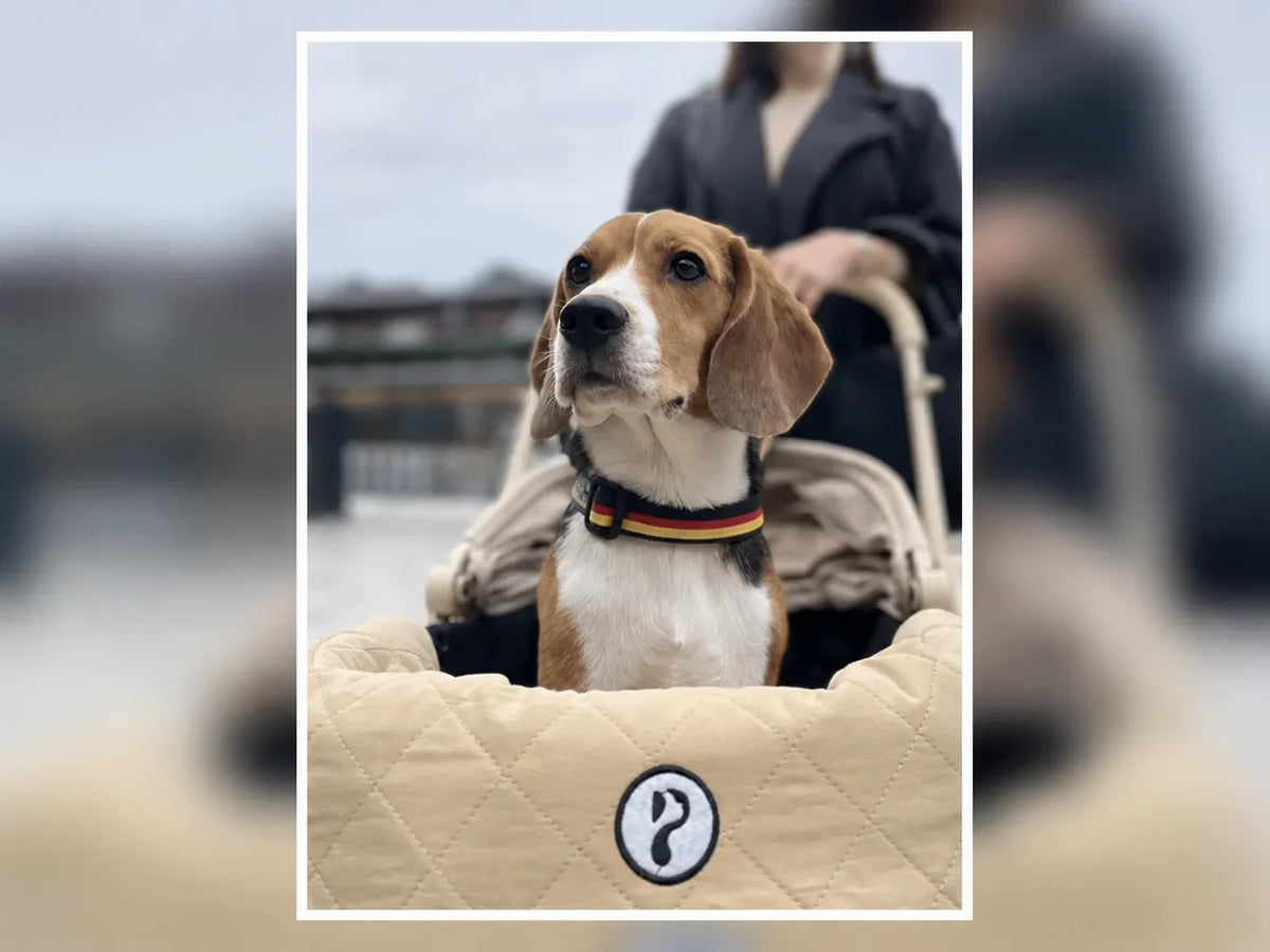 9.6kgのくるたちゃんと京都へ。愛犬の広さと車への載せやすさで選んだペットカート