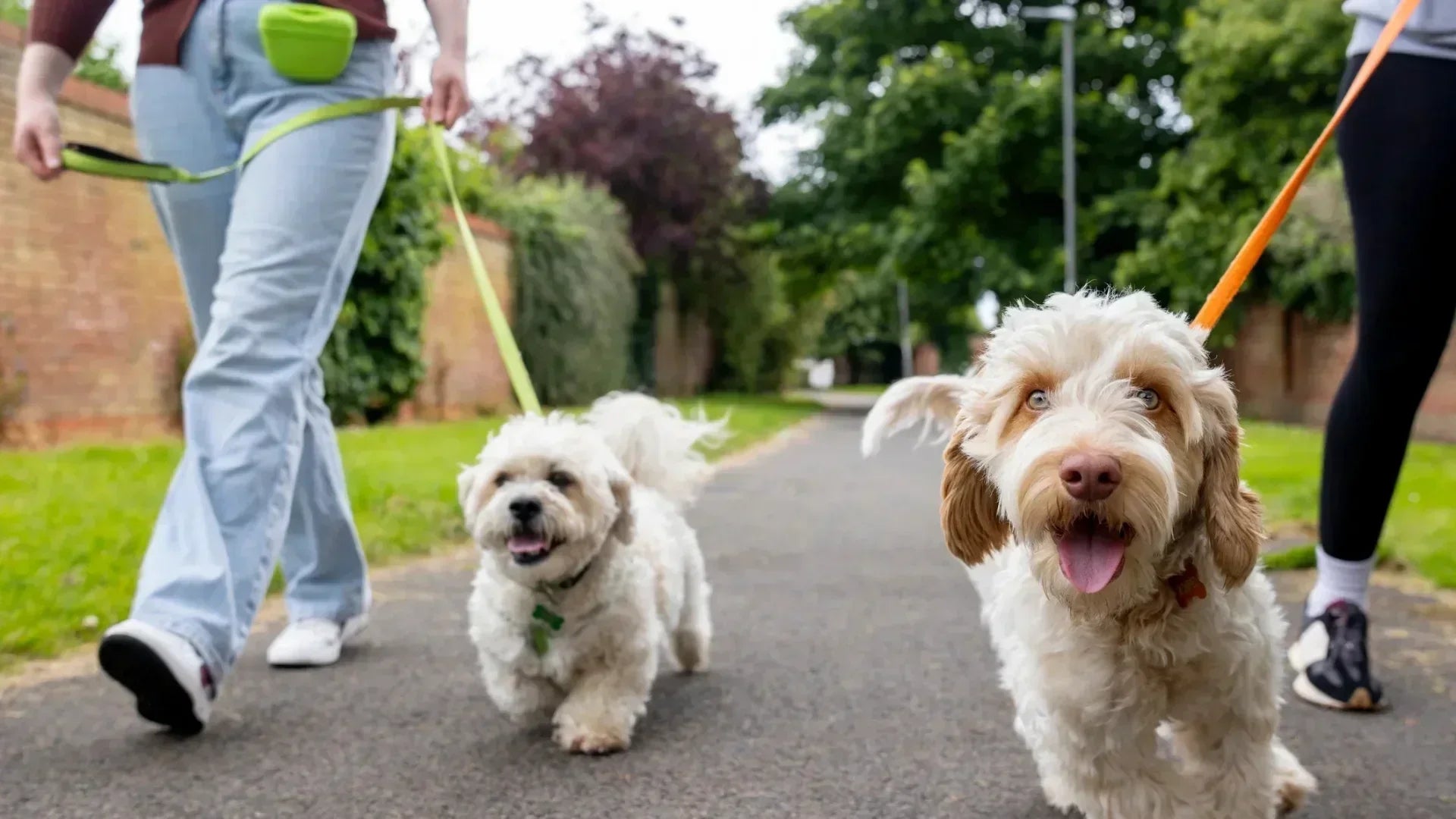 朝の犬の散歩 爽やかな日光の中で喜ぶ犬