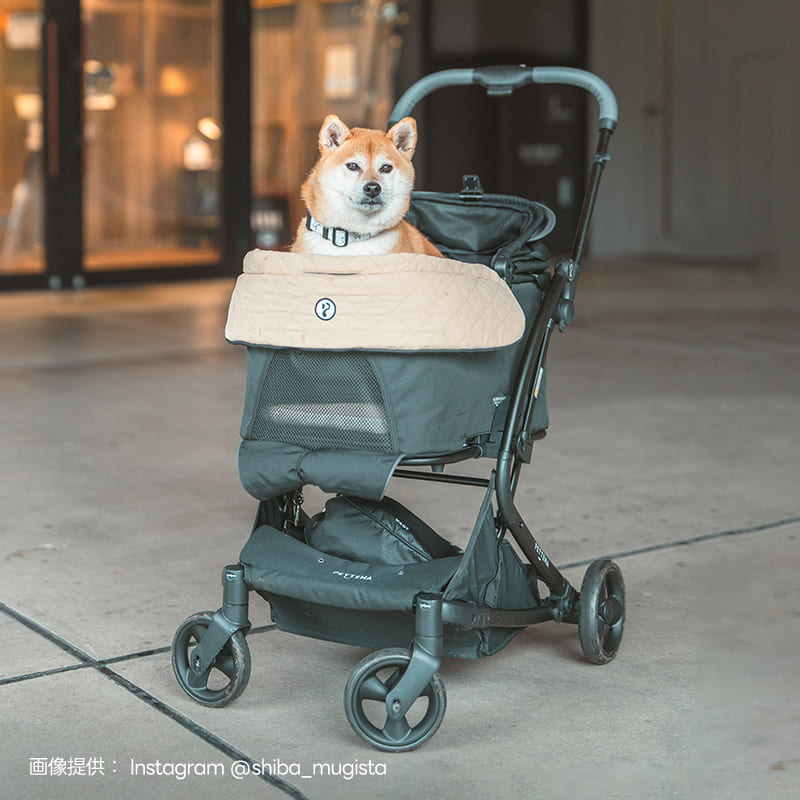 最上級型番 - PETTENA MILOU