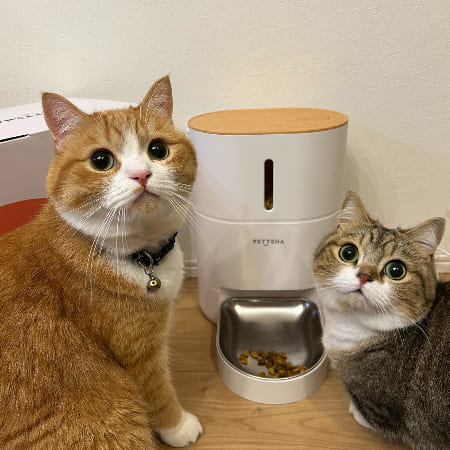 多頭飼い​の猫と自動給餌器
