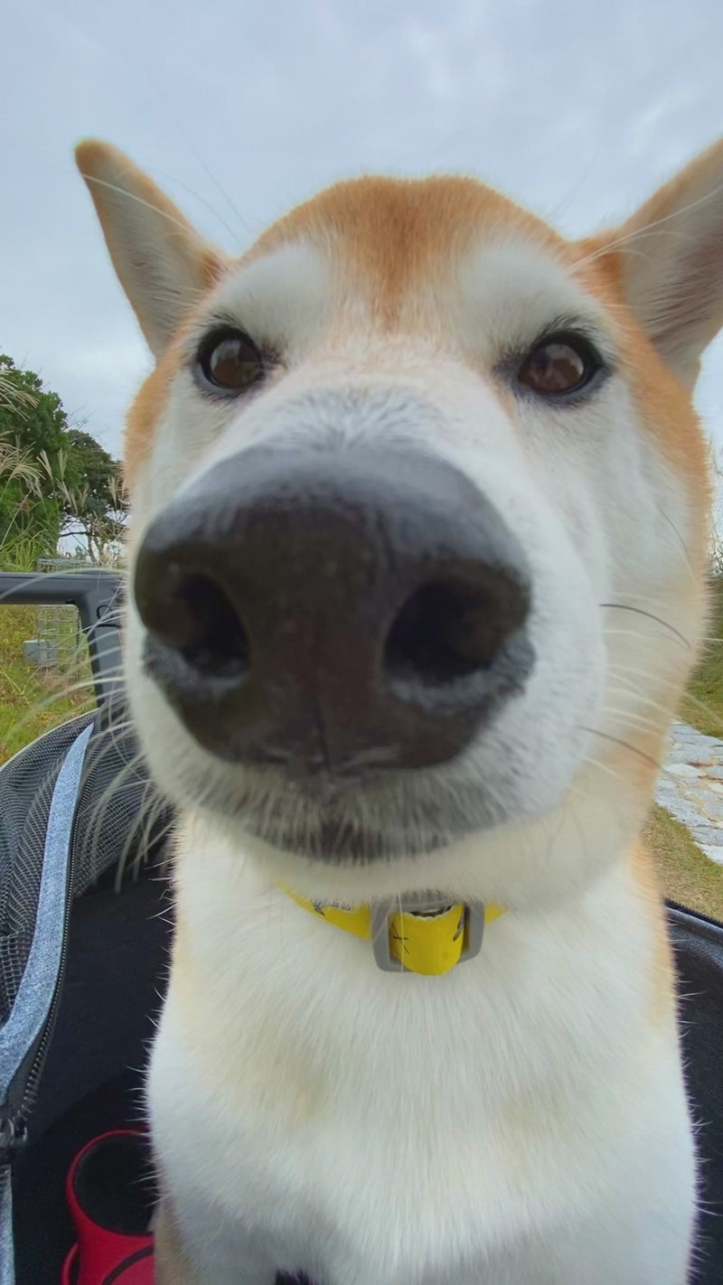 柴犬カート